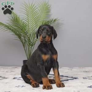 Stella, Doberman Pinscher Puppy